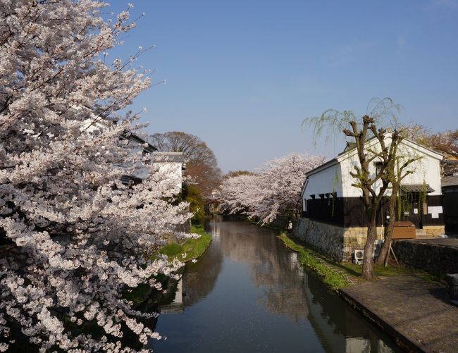 さくら咲く近江路 滋賀県の旅行記 ブログ By 夏ミカンさん フォートラベル