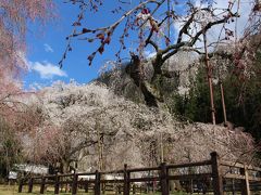 埼玉の天然記念物のしだれ桜を見に