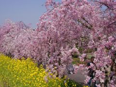 東谷山フルーツパークの桜