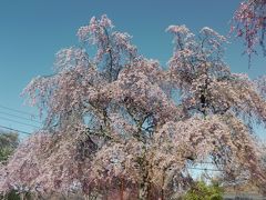 2014年春、伊東の離れの宿で敷地内の桜を独り占め