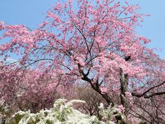 桜満開(^_^)v桜が咲き誇る京都・原谷苑にお花見に行ってきました(*^_^*)