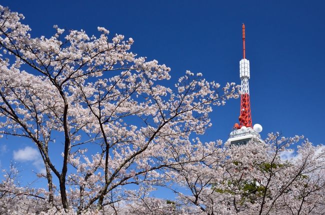 花見客で賑わう週末の八幡山