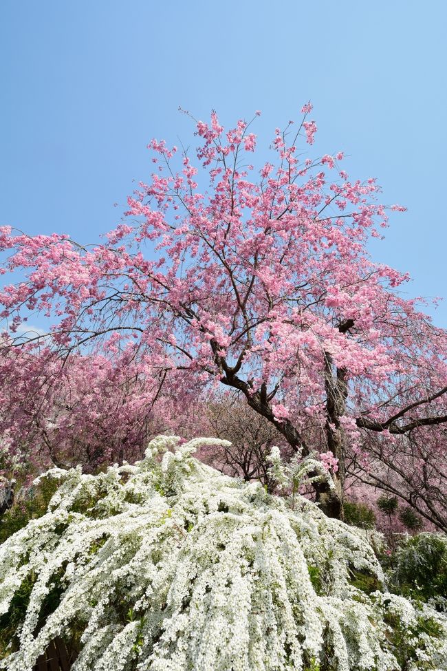 関西の桜も満開です。今日は前から一度行ってみたかった京都・原谷苑に行ってきました(^_^)v<br />午前10時過ぎに阪急電車の西院駅に到着。そこから路線バスで金閣寺まで行ってシャトルバスで原谷苑を目指す予定だったんですが…何とバス停には長蛇の列が((+_+))さすが観光客と学生の街京都、観光客+大学生でごった返していました。ギュウギュウ詰めのバスはチョット遠慮してタクシーに乗ることにしました。タクシーの運転手さんに「原谷苑まで」と言って出発したんですが、途中運転手さんが「原谷苑は入場料を1500円以上取りよる、なんぼ京都言うても高すぎですわ。そのくせ近所の家にはタオルの一本も配れへんから近所と仲悪いんですよ。このシーズンは車も増えてあの辺の人は大変ですわ」といきなりのパンチ(@_@;)「そうなんですか、大変ですね〜」と合いの手を入れるのが精いっぱいでした(#^.^#)<br />まあ、観光地にはそれなりの苦労もあるということで、満開の桜を楽しんできました。