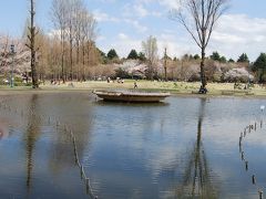 満開の桜を求めてのハイキング③彩の森入間公園