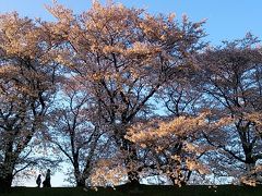 あべのハルカスと淀川背割堤桜