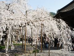 毘沙門堂とマキノの清水の桜と海津桜