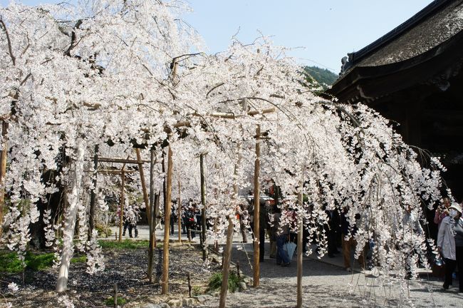 青春１８切符の最後の1日分を使って山科の毘沙門堂のしだれ桜とマキノの桜を観に行ってきました。毘沙門堂のしだれ桜はJR東海の「そうだ京都、行こう」のCMに使われたこともある桜。NHKの朝のニュースでも取り上げられて大変な人でした。山科の駅から徒歩で20分とあったので駅からタクシーで行こうかな、と思ったのですが、なんとなくお天気が良かったので歩いて行きました。毘沙門堂は秋の紅葉も有名なようでこちらもCMで使われたようです。桜は境内にあり無料エリアですが、歩き疲れていたので500円払って本堂内部の拝観をお願いすることにしました。桜を廊下からも見られたし、狩野永叔主信の天井龍、「動く襖絵」丸山応挙の鯉も見ることが出来て説明も聞けて良かったです。駅と毘沙門堂の間の道には川に桜と菜の花が植えられていて満開のところがあり歩いてよかったと思います。<br />山科からは湖西線に乗ってマキノまで移動します。マキノ行の湖西線は1時間に1本。駅に戻ったときには出た後だったので駅前のミスドで時間をつぶします。時刻をしっかり調べておけば途中のお店に立ち寄っても良かったのにとおもいました。<br />マキノの駅からはレンタサイクルで回るか、コミュニティバス出回るか迷ったのですがバスが停まっていてすぐ出るところだったので乗ってしまいました。まずは清水（しょうず）の桜を観に行きます。バスを降りて５００ｍ歩くとあったのですが、かえりのバスが2時間以上後でしかもそれが最終です。平地ばかりだったのでレンタサイクルにすべきでした。清水の桜も満開でしたが、そこから有名な海津桜を歩いて観に行きます。<br />たどりついたら、桜を見る遊覧船の15分コースがあと少しで出るところでした。1000円払って乗りました。お天気が良かったので気持ちが良く、カメラを抱えた人はボートの前に乗って写真を撮っていました。桜はまだ満開じゃない感じでしたが数日後には満開になるであろうということです。<br />海津桜は関西各地からバスツァーが出るような桜の名所ですが、先日行った淀川背割桜に比べるとソメイヨシノの大きさはちょっと小さい。琵琶湖の船から見ることが出来るのがツァーとして成立しやすいのだと思います。自家用車で来ている人が多かったですが、週末はおそらく渋滞で動かないでしょう。<br />船から降りた後も公園を歩いて桜を堪能した後再び駅に戻るべく歩きました。琵琶湖は車で来ることが多いですが、青春18きっぷがあったので今回は電車で車窓も楽しめたのが良かったです。神戸からは新快速で気軽にアクセスできるのでのんびり本も読めました。