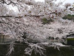 有馬温泉の桜