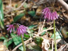 那珂川町馬頭に野の花を探しに行きました