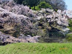 乾通り一般公開　　見事なのは桜それとも人の海？