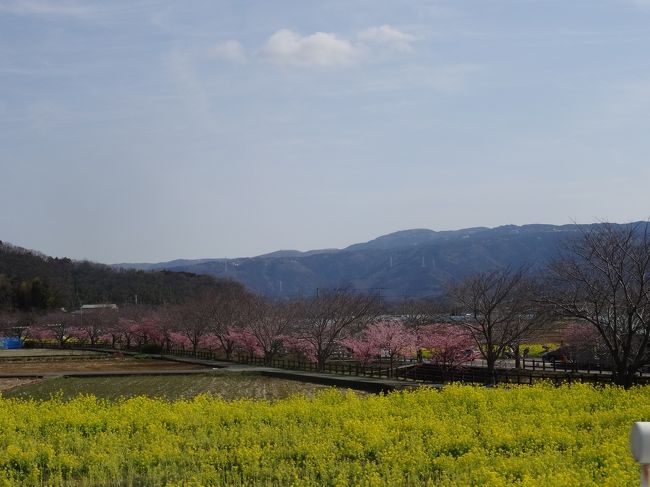 東京に行った帰りに三島のドーミーインに泊まり、翌日ちょこっと中伊豆へ行きました。<br /><br />ちょっとの時間だったけど中伊豆はもう春の気配で河津桜や菜の花を愛で一足早く春を感じてきました（＾＾）<br /><br />