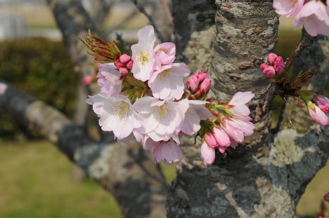 八重桜が咲くには少し早いのではと思いながらも、白雲谷温泉（ゆぴか）の近くに出かけて行く。<br />万才橋の北側の堤防沿いに八重桜の並木があり、連日の暑さで咲きかけている。<br />３０種類ほどの桜が少し時期をずらして咲くようだ。<br />見た目は寂しいが、それぞれ今にも咲きそうな蕾がたくさん付いていて、来週くらいに見ごろを迎えるようだ。<br />ところどころに何種類か咲いていたので、来た甲斐があった。<br />中でも白妙・苔清水･琴平などがひと際目だって咲き誇っていた。<br />白妙は白く大きな八重桜で、苔清水と琴平は愛らしいピンクの桜でたくさん咲いている。<br />普賢象・関山・御衣黄などはこれからというところ。