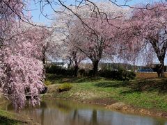 2014桜探し2 茨城県西からちょこっと栃木県へ 結城 桜見本園編