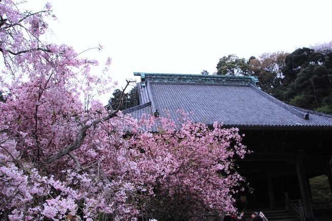 お寺の多い鎌倉、各寺院の境内はどこも四季折々の花で彩られていますが、妙本寺は桜とカイドウが楽しめるお寺です。敷地内にあるイタリアンレストラン「フェリーチェ」にも前々から行ってみたかったので、お天気は今ひとつでしたが、カメラ片手に歩いてきました。<br />自宅のある由比ヶ浜から妙本時〜本覚寺〜鶴岡八幡宮までの花見散歩です。<br />
