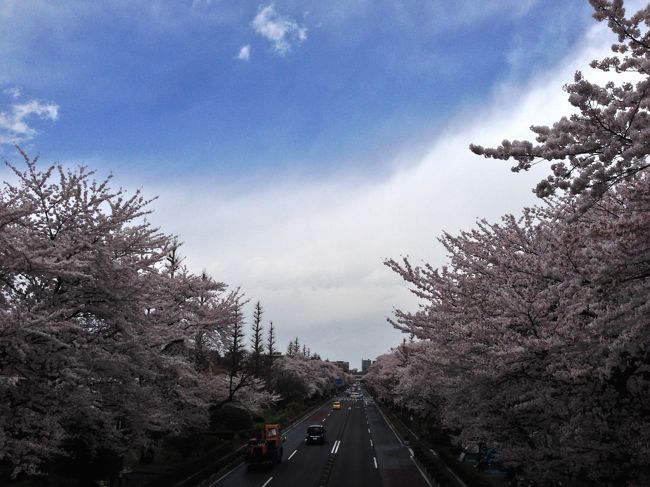 中央線国立駅周辺と、立川駅から少し歩いたところにある根川遊歩道の桜を見てきました。