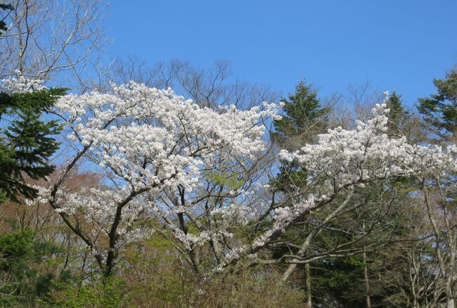 2014春、韓国旅行記27(3/25)：4月6日(2)：慶州、石窟庵(ソックラム)から麓の仏国寺(プルグクサ)へ