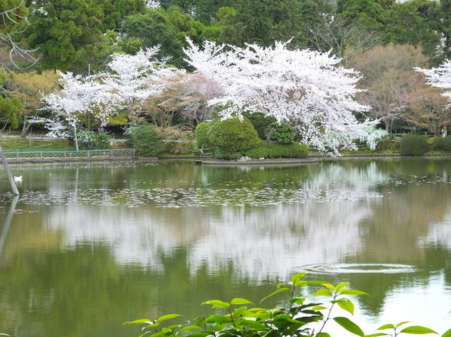 龍安寺の桜　後編です<br />方丈を出て弁天島から鏡容池を一周します。<br />庭園の紅枝垂桜は4分咲きでしたが桜苑の桜は<br />なかなかよかったですよ！