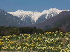 2014 春が来た！南信州光前寺「すいせんの花越しに宝剣岳を望んで・・・」