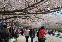 2014春、韓国旅行記27(8/25)：4月7日(1)：釜山で泊まったホテル、釜山から鎮海(チネ)へ、慶和駅の桜