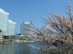 ２０１４　横浜散歩　桜の花散る汽車道を