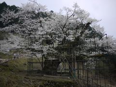 1本の桜に会いに～樹齢千年　樽見の大ザクラ