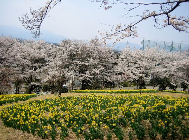 遅かった桜の季節が駆け足で訪ねて来ました。旧黒磯編です。