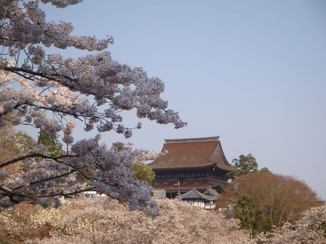 一度は見てみたい・・・ずーと思っていた吉野山の桜。でも時期的に泊まりは不可能であきらめていたけど、日帰りならばと頑張りました。朝3時起床、4時間半かけ吉野山到着。朝はパン、お昼はおむすびもって散策です。2度目はないから、じっくり楽しんできました。今は中千本あたりまできれいです。奥千本はまだまだといった状態でしょうか。何しろ初めてなのでわかりませんが。この景色には感動です、特に金峯山寺を遠くから見る風景は絵になります。