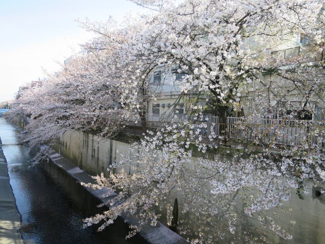 桜が咲くと心がウキウキしますね。盛りは少し過ぎてしまいましたが、近年の我が家の定番のお散歩コースに出ました。ほぼ半日がかり、行ったところは写真のテキストと地図でご確認ください。