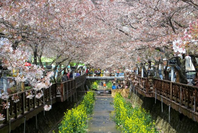 　次に見学した鎮海(チネ)の桜名所は、余佐川(ヨザチョン)です。去年よりは更に多くの菜の花が川の周りに咲いていました。桜も十分に見応えがあり、昨年の見学のリベンジができました。