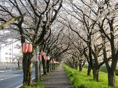 早朝ウォーキングで桜を愛でながら市内各地を巡る・・・⑤緑風館・清久桜通り・理科大の桜