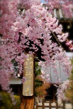 ひとりお花見部 2014①　花まつりは京都でお花見　ー本願寺～妙顕寺篇