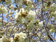 弓削寺の緑色の桜といわれるウコン桜を訪ねて・・・