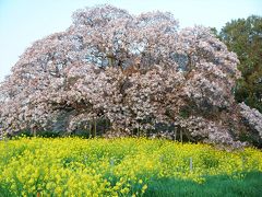 吉高の大桜