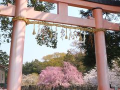 京都を歩く(191)　降り注ぐ桜のシャワー　紅枝垂れ桜編