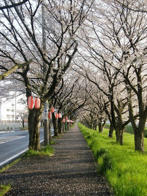 早朝ウォーキング：1日のスタートを明るくする方法 - 公園や河川敷でのウォーキングスポット