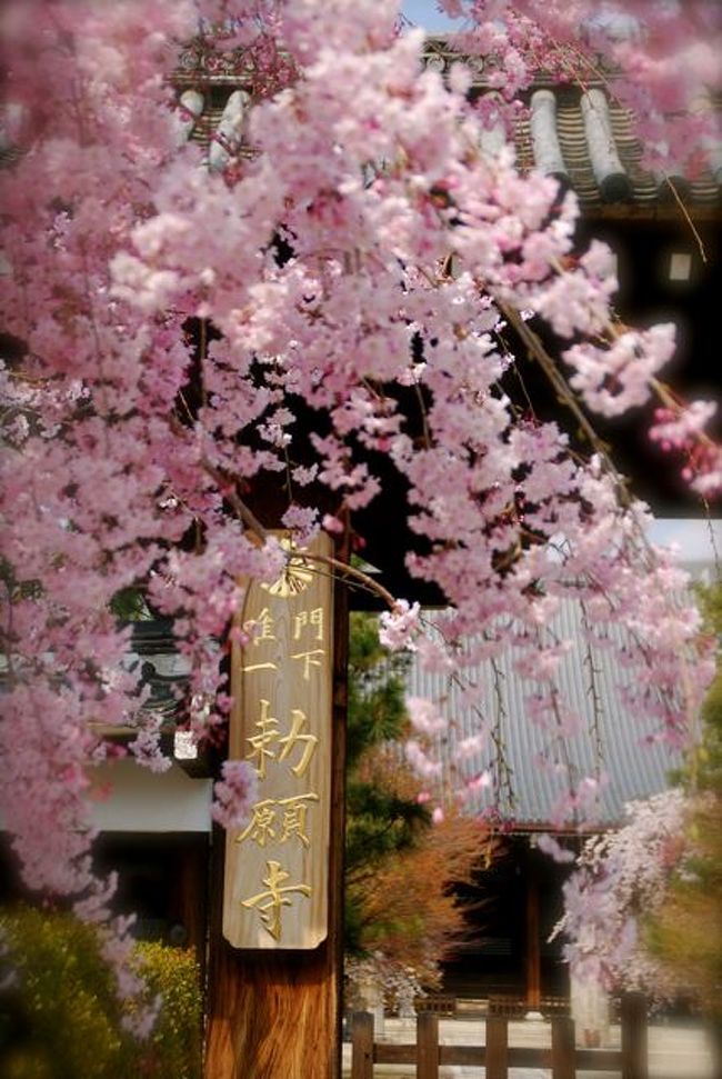 京都でお花見をする様になって10年近くになります。<br /><br />今年は花まつり（お釈迦様の誕生日）の日に行こう！<br />と思ったものの、３月が本当に慌ただしく<br />あまり計画なども立てられず。<br />なので、なるべく街中で<br />更に今まで行った中で『また行きたい所』<br />を中心に行って来ました。