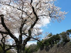 皇居の乾通り桜見物