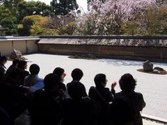 京都・龍安寺、石庭に桜が