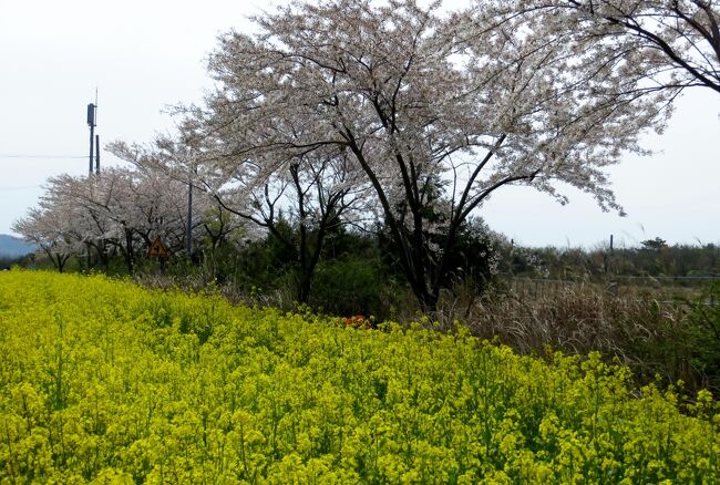 　世界自然遺産の万丈窟の見学の後、加時里(カシリ)菜の花ロードで菜の花と桜見学をしました。その脇にはワラビ(蕨)が生えていましたので、暫くは、山菜採りを楽しみました。