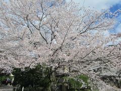 2014 桜旅 京都・奈良 1日目 哲学の道 法然院 