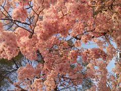 これで見納め。二条城&御所の八重桜☆