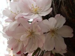 爛漫の桜を愛でながら　豊田市美術館の桜２０１４