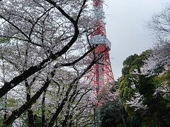 東京よくばりお花見ツアー…歩いて、歩いて2万歩達成　　～田安門、靖国神社、東京タワー、増上寺～