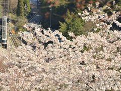 吉野山の千本桜を見に訪れてみた・・・がしかし