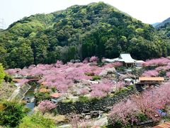 一心寺の八重桜