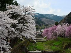 ２０１４年４月１２日　箱根宮城野の桜　染井吉野と枝垂れ桜が見頃です