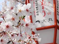 ◇京都 花街巡り～桜と艶を競う、芸舞妓の春～【1】1日目前半・宮川町 京おどり編◇