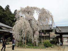 宇陀の桜めぐり　大野寺・仏隆寺・宝蔵寺・又兵衛桜2014