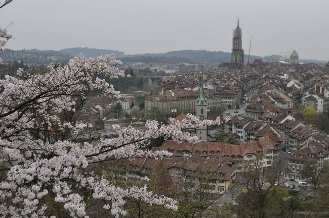 日本は各地で桜が満開のようですね（既に散り始めている所も多くありますが）♪<br /><br />ここスイスでも桜を拝める場所があるんですよ。<br /><br />http://ameblo.jp/swissjoho/entry-11814621925.html