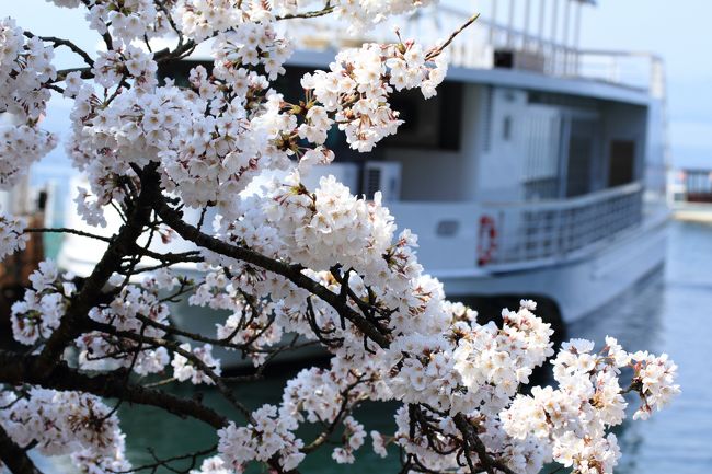 休みと天気と開花状況が一致。海津大崎の桜が見たくて、早朝より車を走らせ琵琶湖の今津港へ向かいました。<br /><br />今津港９：３０発～～海津大崎（３０分の上陸散策）～～今津港１１：１５着の海津大崎桜クルーズに乗船。<br />続いて、<br />今津港発１２：００～～竹生島（７５分の上陸・宝厳寺参拝）～～今津港１４：１０着に乗船。<br />その後、海津大崎の桜のトンネルから奥琵琶湖パークウエイの桜並木を走り、つづら尾崎展望台へ。<br />帰りは同じ道を走り、２度桜を楽しみました。<br /><br />満開に近い平日に行きましたが、海津大崎は結構な車と人出でした。<br />迷いましたが、クルーズ船の上陸付きを選び正解でした。３０分の上陸でしたが、満開近い桜を目の前で見れ最高。<br /><br />下船後、車で走りましたが、二車線の狭い道路で、途中に何箇所か小さな駐車場がありましたが、駐車はラッキーが無ければ困難と思います。<br /><br />車で行かれるなら、ＪＲマキノ駅付近の駐車場に止め、約３０分ほど歩くと入口に着くそうです。そこから、約４ｋｍの桜のトンネルが続きます。<br />また、週末は交通規制があるそうで、今年は、１２、１３日の両日だそうです。要注意です。